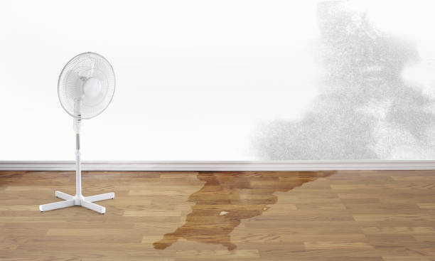 Best Water damage cleanup near me  in Panacea, FL