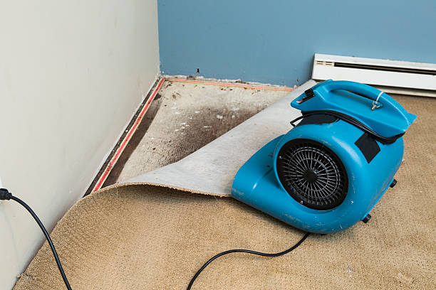 Best Water damage restoration near me  in Panacea, FL